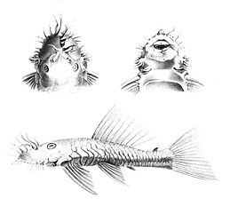 Ilgaūsis dygusis šamukas (Ancistrus dolichopterus)