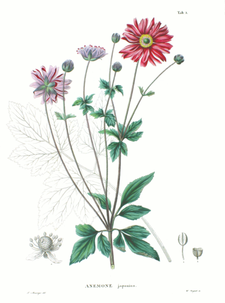 File:Anemone japonica SZ5.png