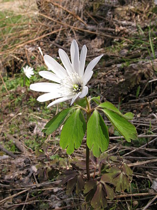 Fortune Salaire Mensuel de Anemone Raddeana Combien gagne t il d argent ? 1 000,00 euros mensuels