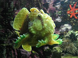 Antennarius poisson pêcheur aquarium porte dorée PariS.JPG