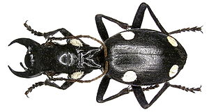 Beetle Anthiinae