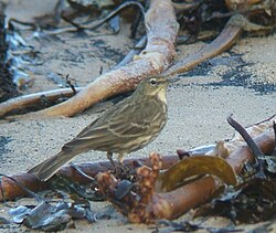 Anthus petrosus4. jpg