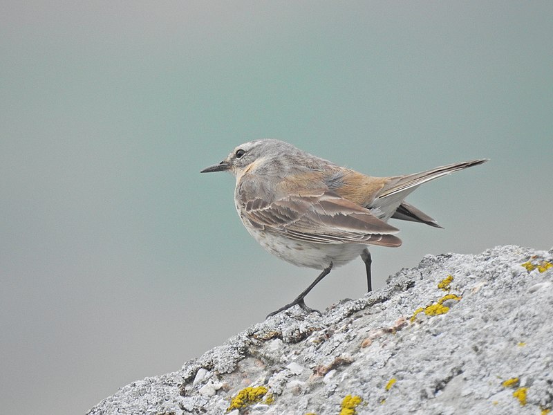 File:Anthus spinoletta (27969892547).jpg