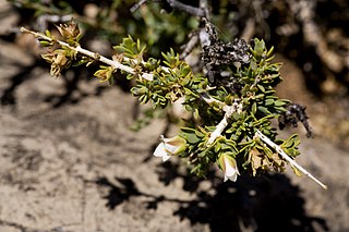 <i>Apacheria chiricahuensis</i> Species of flowering plant