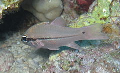 Description de l'image Apogon fraenatus.jpg.
