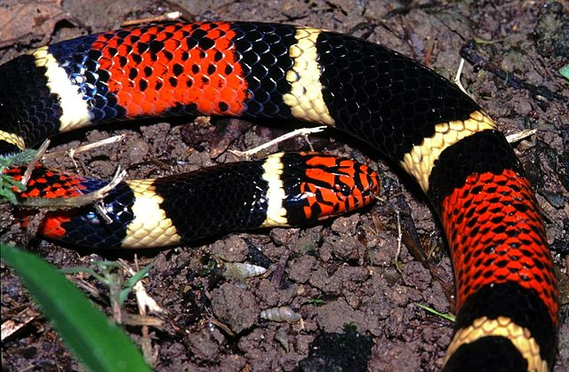 Serpente – Wikipédia, a enciclopédia livre