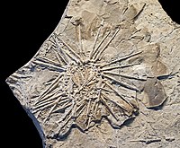 Fossile d'Archaeocidaris brownwoodensis (Pennsylvanien).