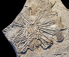 Fossilized shell and spines of the Late Devonian-Permian sea urchin Archaeocidaris Archaeocidaris brownwoodensis MHNT.jpg