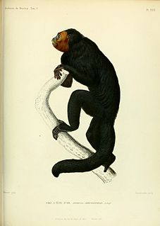 <span class="mw-page-title-main">Golden-faced saki</span> Species of New World monkey