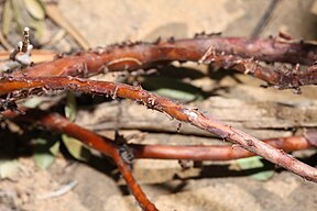 Arctostaphylos nevadensis