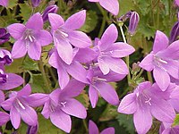 Campanula portenschlagiana