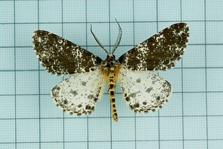 <i>Arichanna picaria</i> Species of moth
