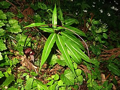 花序付属体の先端は細く糸状に伸び、仏炎苞外にでて立ち上がり、その先は垂れ下がる。花序付属体の長さは30cmほどになる。