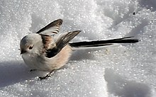 Esemplare nella neve in Svezia.