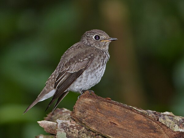 圖為灰鶲（學名：Muscicapa dauurica），攝於馬來西亞砂拉越尼亞國家公園。