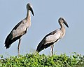 juveniles