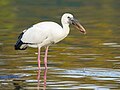 * Nomination Asian openbill stork (Anastomus oscitans) drinking in the river, Ranganathittu Bird Sanctuary --Tagooty 02:02, 26 January 2024 (UTC) * Promotion  Support Good quality. --Johann Jaritz 03:04, 26 January 2024 (UTC)