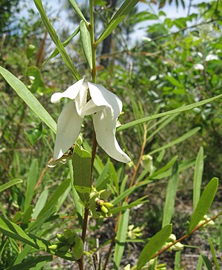 <i>Asimina longifolia</i> Species of flowering plant