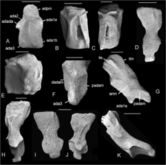 File:Asteroidea (10.5852-ejt.2021.755.1405) Figure 17.png (Category:Terminaster)