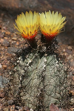 서봉옥(Astrophytum capricorne)