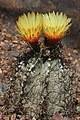 Astrophytum capricorne Vyspělá rostlina, typová forma.