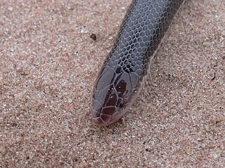 <i>Atractaspis bibronii</i> Species of snake