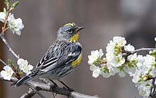 Audubon Warbler Setophaga auduboni.jpg