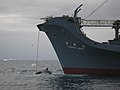 AustralianCustoms-WhalingInTheSouthernOcean 2.jpg