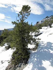 Lipaín ou cyprès de la cordillère sur un versant enneigé (Austrocedrus chilensis).