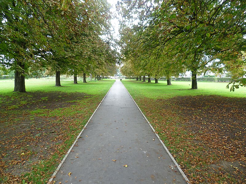 File:Avenue of trees on Scotch Common - geograph.org.uk - 4152645.jpg