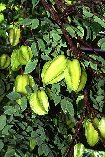 Carambola