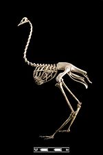 Squelette d'autruche.
