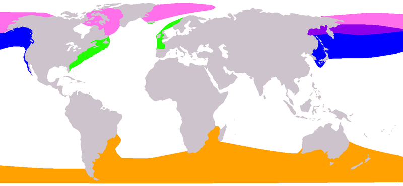 File:Balaenidae range map.png