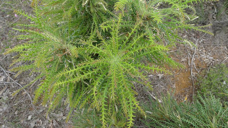 File:Banksia columnaris leaves (6369048639).jpg