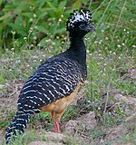 Bare-faced Curassow (Crax fasciolata) female (28800903014).jpg