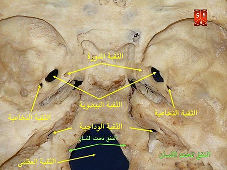 Base of skull 19-ar.jpg