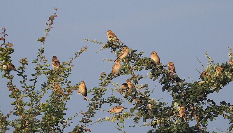 File:Baya Weaver Ploceus philippinus by Dr. Raju Kasambe DSCN0233 (15).jpg