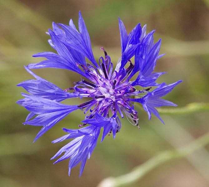 File:Bayreuth 2012 - Centaurea cyanus 05.jpg