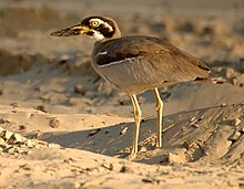 Pláž Thick-knee Inskip Pt2.JPG