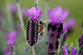 Bee on lavender flower.jpg