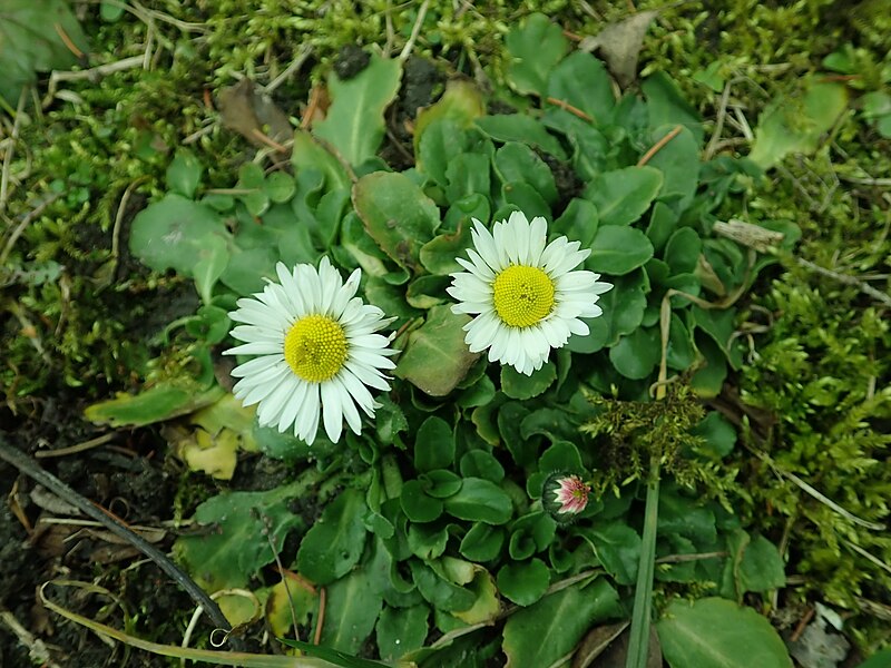 File:Bellis perennis 2019-03-04 6301.jpg