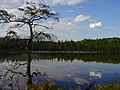 Vignette pour Parc d'État de Lake Bemidji