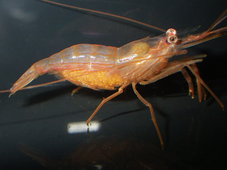 <i>Lysmata wurdemanni</i> Species of crustacean