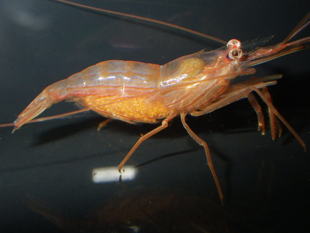 Description de l'image Berried peppermint shrimp.png.