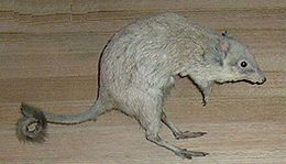 Betongija (Bettongia penicillata)