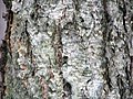 Thumbnail for File:Betula nigra 4zz.jpg