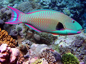 Descripción de la imagen Bicolor parrotfishWB.JPG.