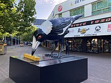 The sculpture Big Swoop in central Canberra. It depicts one of the magpies that live in the city centre. Big Swoop December 2022.jpg