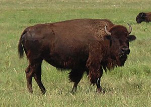 Bison in Denton Co., Texas.jpg