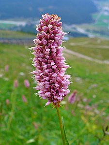 Bistorta officinalis Inflorescence